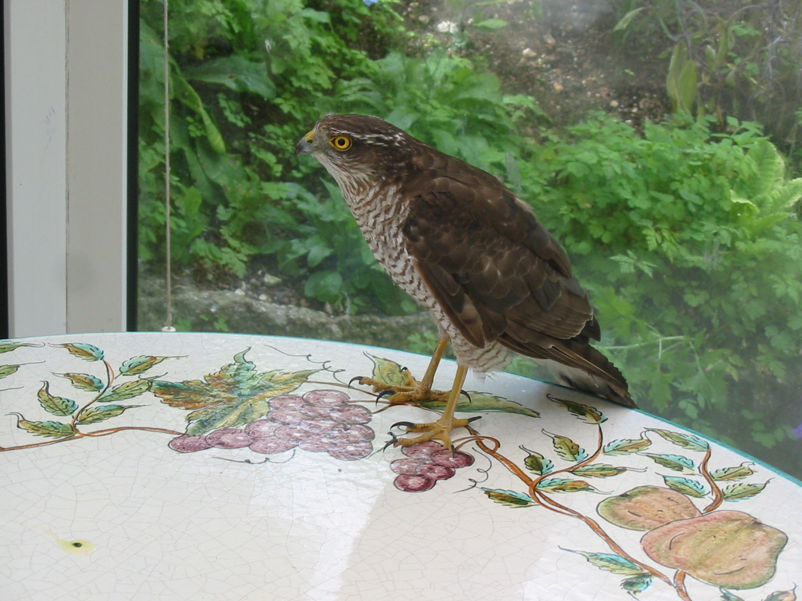Sparrowhawk
